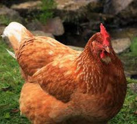 Laying Hens - WANTED !!