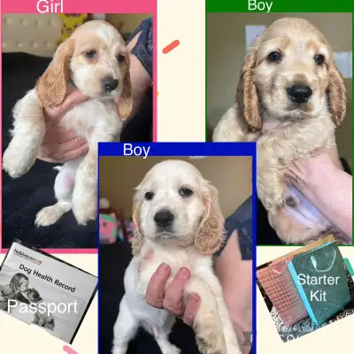 English Cocker Spaniel Puppies Purebred / Chiots Cocker Anglais, View more