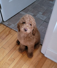 Poodle puppy, affectionate, intelligent, and loves to cuddle.