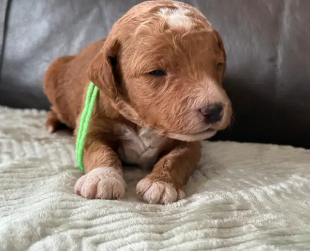 Dark Red Goldendoodles F1b in Dogs & Puppies for Rehoming in Hamilton - Image 4