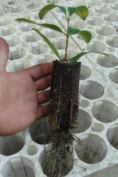 One year old rooted cuttings of honeyberry (AKA haskap) from a licensed propagator. Plants feature a...