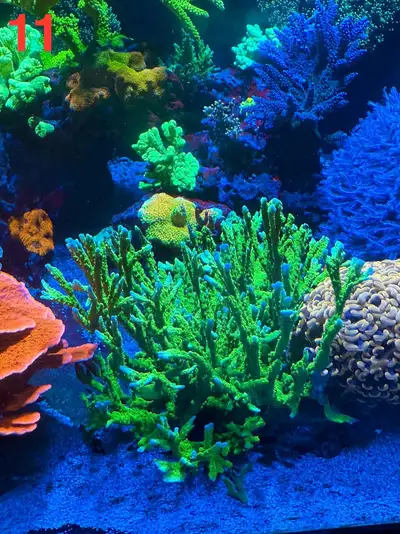 Reef aquarium - big coral colonies (1-15), View more