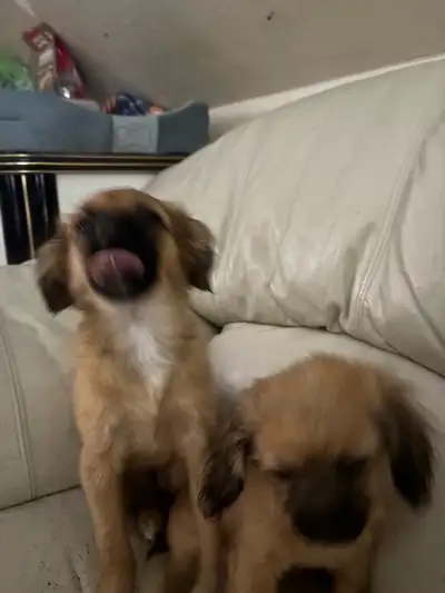Shih Tzu Chihuahuas Christmas  puppies, View more