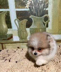 Adorable Pomeranian Puppies Available!