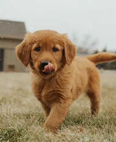 CKC Red Retrievers, View more