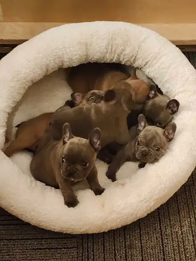I'm excited to share these adorable French Bulldog puppies with you! These little guys and gals are...