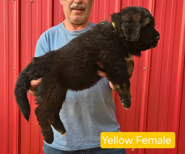 **Caucasian Shepherd Puppies** 100% Purebred in Dogs & Puppies for Rehoming in Winnipeg - Image 4