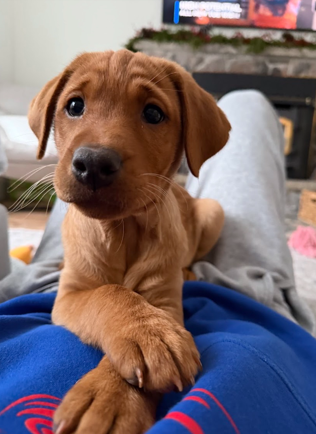 CKC Fox Red Lab Guardian Program in Dogs & Puppies for Rehoming in Norfolk County - Image 7