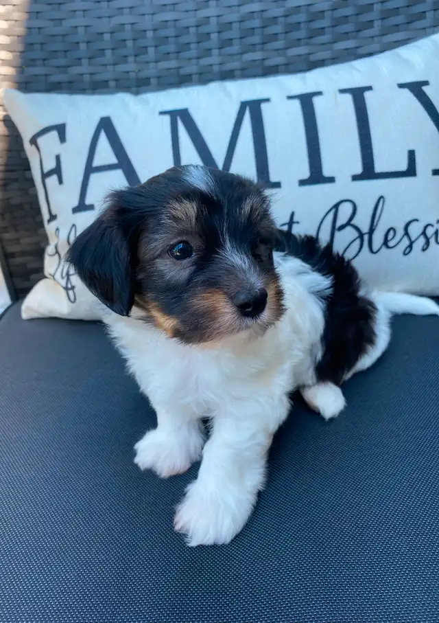 HAVANESE REGISTERED CKC PUPPIES in Dogs & Puppies for Rehoming in Kitchener / Waterloo - Image 7