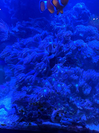 Salt water corals for sale