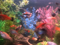 Young adult male black/pineapple swordtails for $4.00 each!