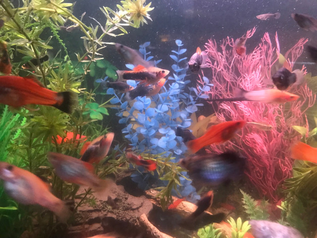 Young adult male black/pineapple swordtails for $4.00 each! in Fish for Rehoming in Peterborough
