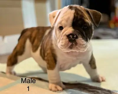 Beautiful puppies ready for new families. Raised in loving home. Happy healthy and ready for new adv...