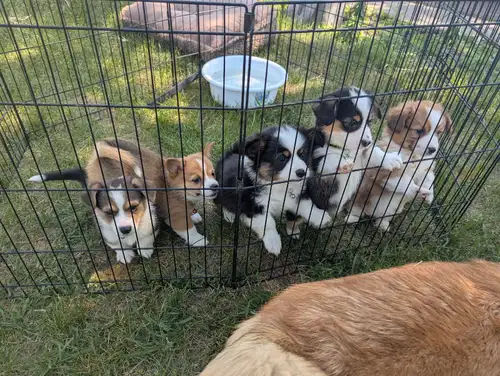We have TWO beautiful girls available they can be identified by collar color. Puppies are so playful...