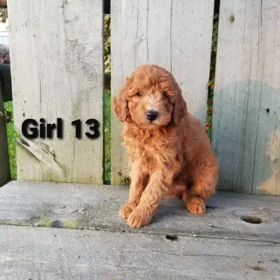 Mini Goldendoodle Puppies, View more