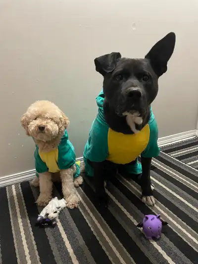 dog walker and sitter, View more