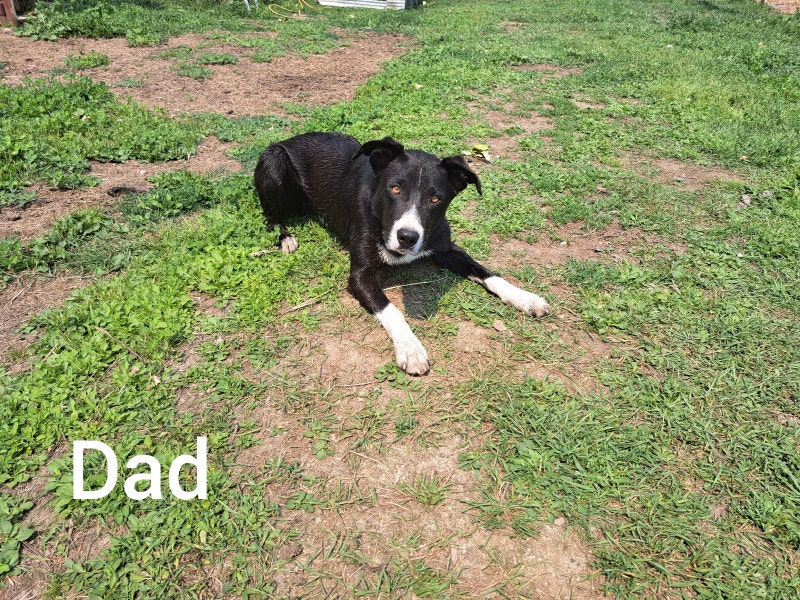 Border collie pups Dogs & Puppies for Rehoming Kamloops Kijiji