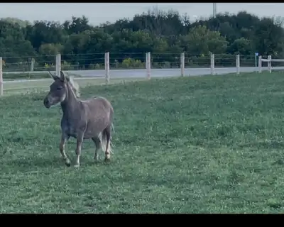 Mini Mule, View more