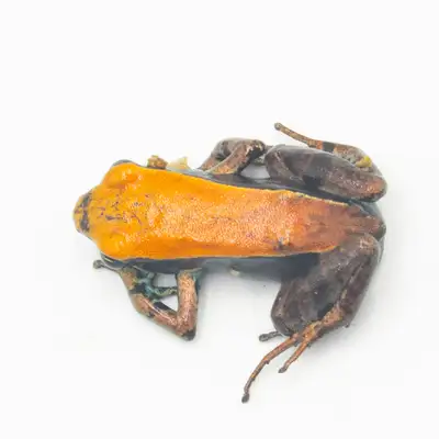 Mantella Betsileo, View more