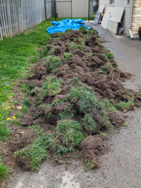 Sod / fill from garden project - FREE