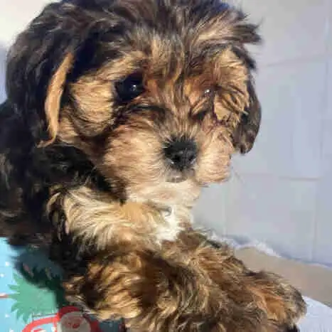 yorkipoo (Yorkshire mixe) in Dogs & Puppies for Rehoming in Drummondville - Image 2