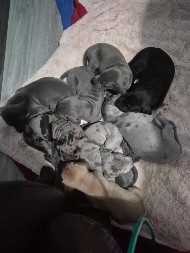 Great Dane Puppies in Dogs & Puppies for Rehoming in Sudbury - Image 2