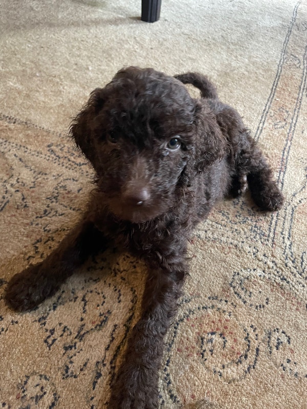 Standard Poodle Puppies Dogs & Puppies for Rehoming Sarnia Kijiji