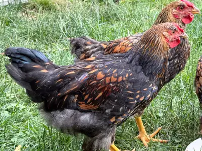 Rooster chicken , View more
