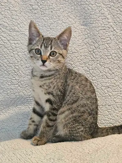 Savannah Bengal Kittens, View more