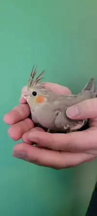 3 Hand Tame Baby Cockatiels