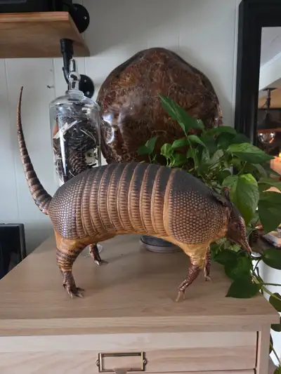 Slight cracking and missing toe. Shown in photos. Pick up downtown.