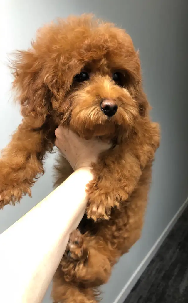 Pure Toy poodle, trained,fully vaccinated,health guarantee. in Dogs & Puppies for Rehoming in City of Toronto - Image 9