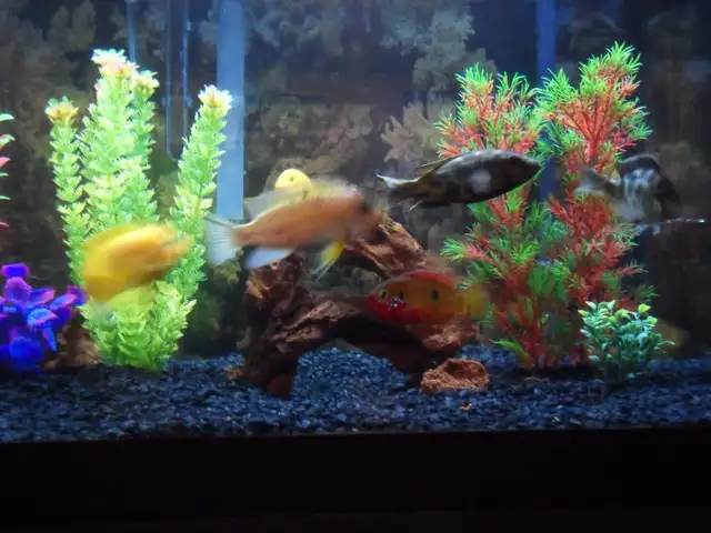 Cleaning aquariums (maintenance) Entretien des aquariums in Other in Laval / North Shore - Image 3