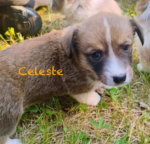 ✨ Sweet Cardigan Corgi Puppies Looking for Forever Homes!✨ in Dogs & Puppies for Rehoming in Strathcona County - Image 6