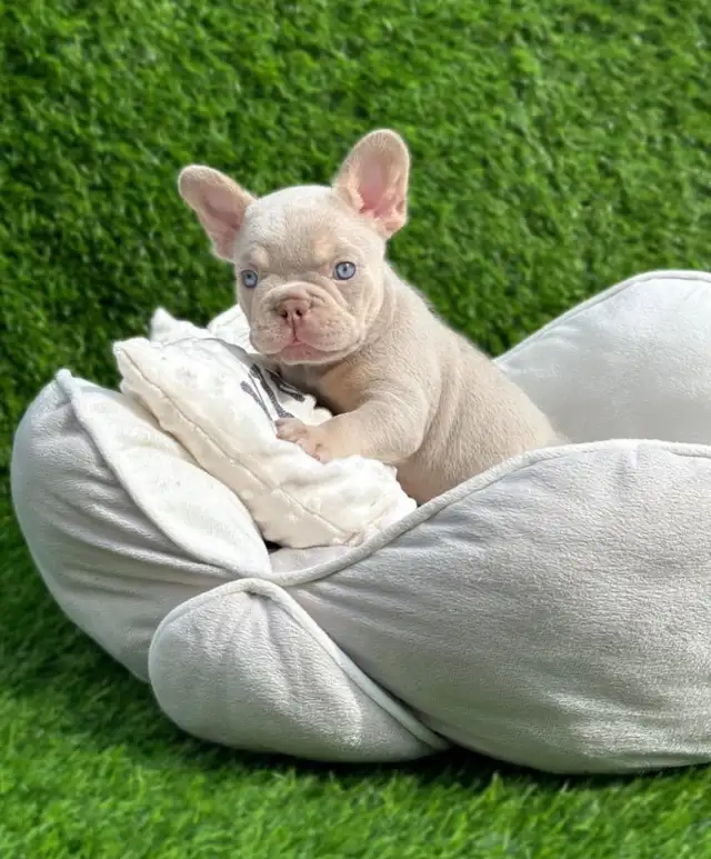 Silver Purple metallic - most rare & prestigious frenchie colour in Dogs & Puppies for Rehoming in City of Montréal - Image 2