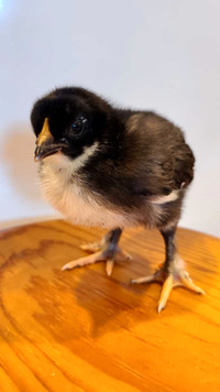 Chicks - $15 - Black Copper Marans