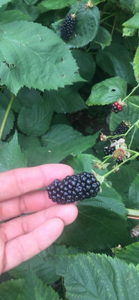Blackberry plant 