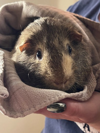 Guinea Pigs for rehoming