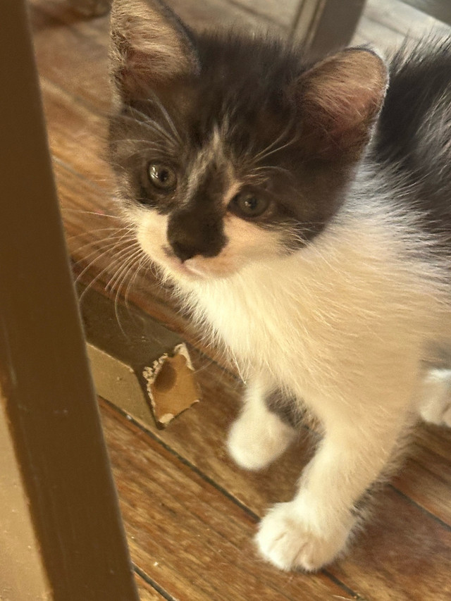 half maincoon kittens in Cats & Kittens for Rehoming in Belleville - Image 4