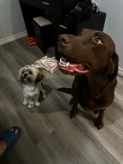 Lab & shihtzu rehoming - 3years - vaccinated , View more