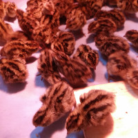 Jumbo Brown Coturnix Quails – Cailles, 25 Baby Chicks