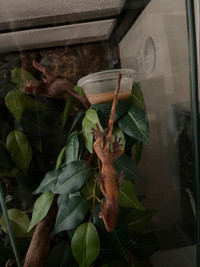 Crested Gecko and tank plus plus accessories