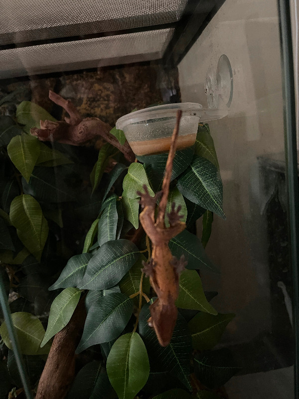 Crested Gecko and tank plus plus accessories in Reptiles & Amphibians for Rehoming in Markham / York Region