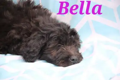 Are you looking to add a fur baby into your home? Look no further! We have 3 Mini Goldendoodle puppi...