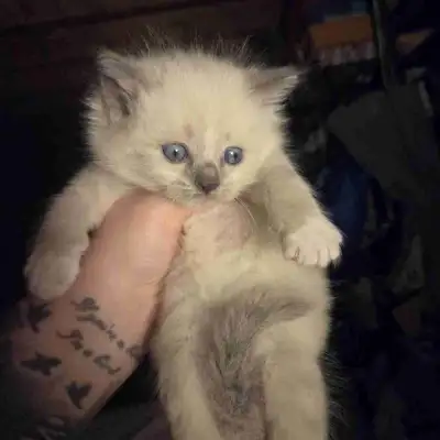 Purebred Ragdoll Kittens, View more