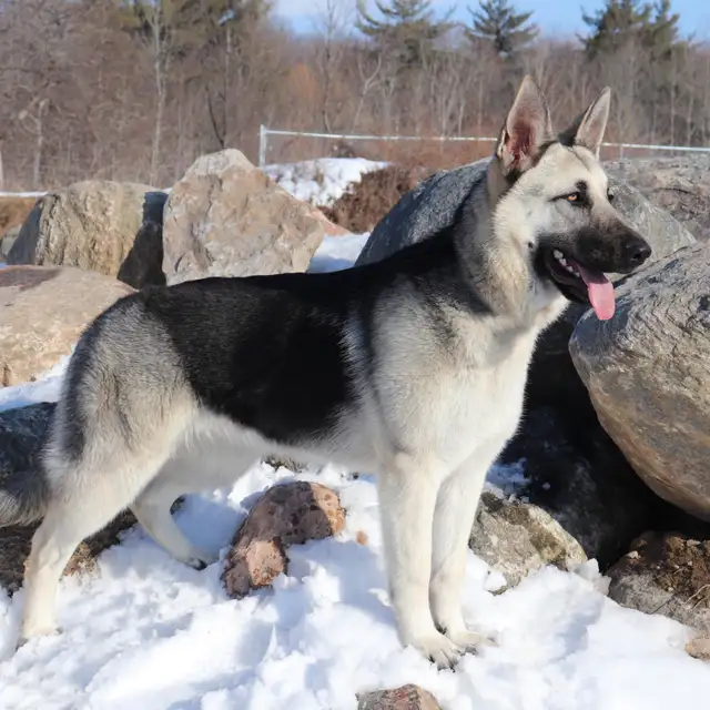 Similar to German Shepherd puppies in Dogs & Puppies for Rehoming in Oakville / Halton Region - Image 5