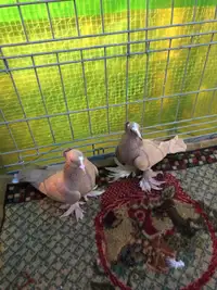 Pigeons for sale Iraqi طيور عراقيه للبيع 