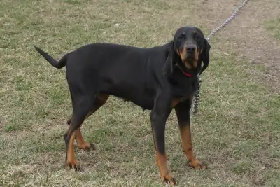 Beagle and Coonhound adults for ADOPTION, View more