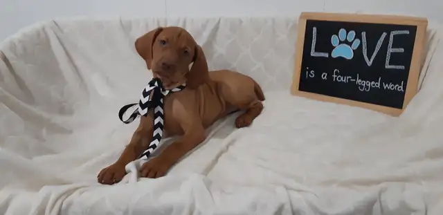 Three Beautiful Vizsla Puppies (Females) in Dogs & Puppies for Rehoming in Stratford - Image 3
