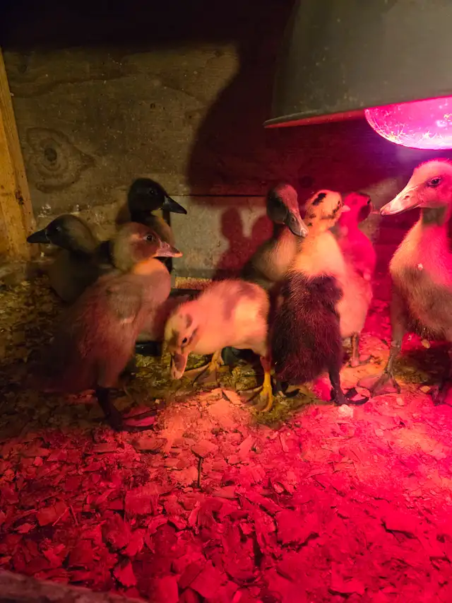 Runner  ducklings in Livestock in Hamilton - Image 6